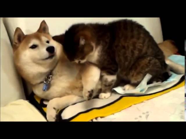 可愛い犬猫 イヌ ネコ 癒し動画